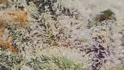 Review Image 3