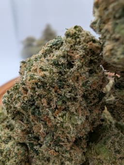 Review Image 2